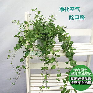 中华藤室内吊兰盆栽室外植物常青藤办公室绿植花卉净化空气除甲醛