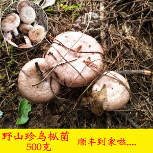 松树蘑菇野生新鲜