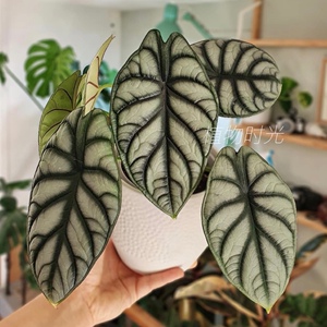 植物时光 白犀牛/龙鳞海芋/魔镜海芋 热带观叶植物