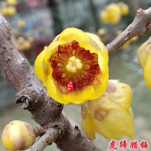 两公分矮接虎蹄腊梅纯正虎蹄腊梅鄢陵腊梅带花发货