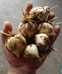 山丹丹花萨日朗花耐寒耐热庭院室内栽培当年开花百合细叶百合花