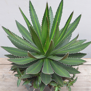 青黛蓝龙舌兰植物大型沙漠植物造景多肉龙舌兰盆栽五色万代原始种