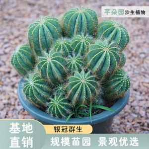 芊朵园金冠银冠多头群生开花仙人球庭院阳台景观造景设计沙生植物