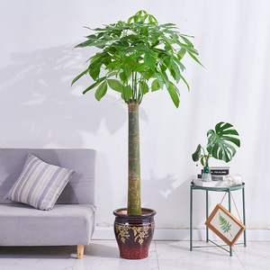 摇钱树盆栽老桩