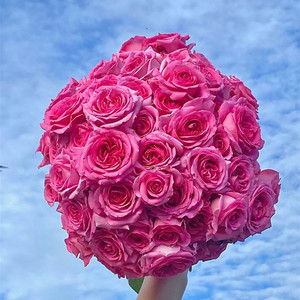 一宅一院【特拉丰特】直立丰花月季浓香抗病大花阳台盆栽花园植物