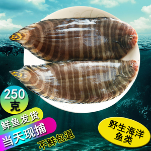 舌头鱼新鲜海鱼海鲜鲜活龙利鱼比目鱼花利鱼鳎目鱼踏板鱼