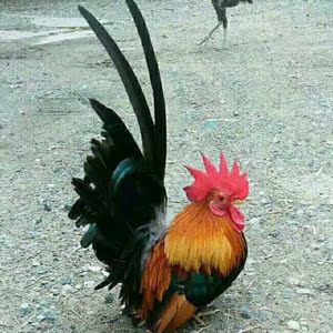 (观赏宠物鸡)泰国矮脚鸡种蛋18一枚 (混色随机)进口正品保证