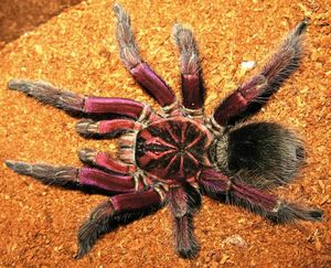 宠物活体鸟幼体-淘宝拼多多热销宠物活体鸟幼体货源拿货 - 阿里巴巴货