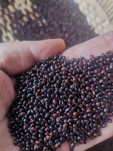 00云云农家特产淘宝秕谷瘪子黍子糜子荞麦壳枕头填充物枕头谷子高粱