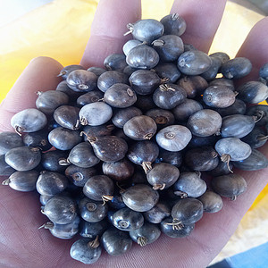 出售大粒草珠子种子 串门帘手链 散装论斤卖 草菩提籽 2件起包邮