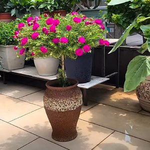 太阳花老桩盆栽网红树形阳台花卉重瓣大朵四季开花带盆发货