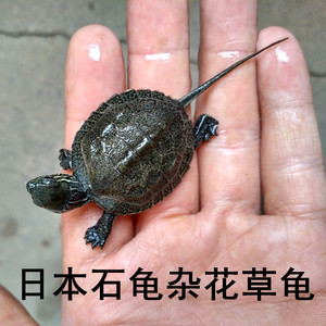 日本石龟杂草龟杂乌龟苗活体宠物招财家养小乌龟中华草龟日石头苗