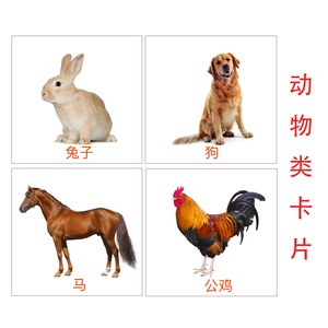 动物类卡片
