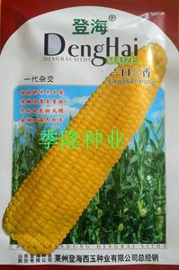 登海种业新品种一口三香加甜型黄色甜糯玉米种子50克装甜糯7:9