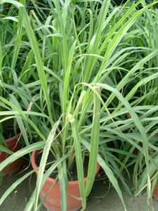 野生绿植香茅草包茅柠檬草柠檬香茅食用香料盆栽观赏