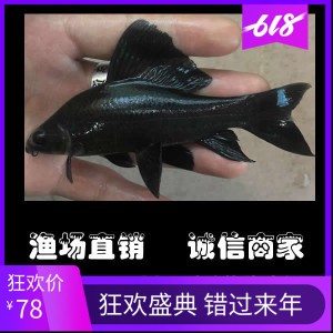 黑鲨鱼黑美人鱼活体鱼贵族清道夫鱼缸除藻高手清缸利器热带观赏鱼