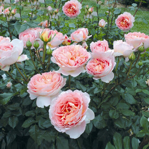 奥斯汀玫瑰 亚伯拉罕达比 藤本月季爬墙蔷薇花苗爬藤植物浓香玫瑰