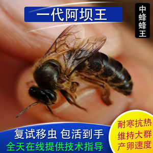 优质中蜂蜂王种王活体高产开产王处王土蜂仓王王台产卵王阿坝杂交