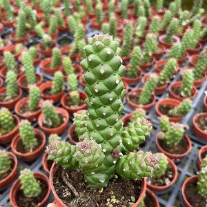将军阁仙人掌类植物盆栽开花绿植办公室客厅仙人柱稀有无刺带锦