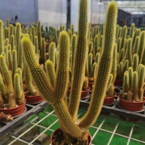 【3年老桩】金妞仙人柱植物盆栽多叉老根黄金条绿植花卉花园造景