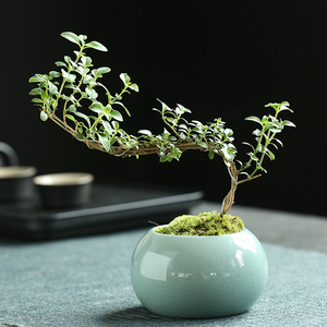 红花六月雪盆栽悬崖造型中式室内办公室桌面绿植好养花卉小盆景