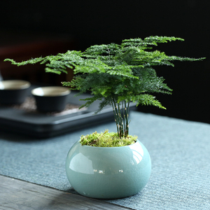 文竹植物盆栽室内办公室桌面绿植花卉吸甲醛四季好养竹子小盆景