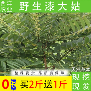 新鲜野生漆大姑500克漆大伯野南瓜算盘子毛七哥藤篮果山金瓜整棵