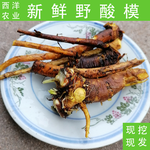 新鲜野生酸模500克野菠菜山大黄当药山羊蹄酸母南连包邮