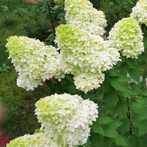 邻家花园  北极熊圆锥木本绣球耐热耐寒抗病