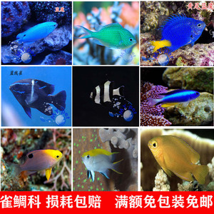 海水活体珊瑚鱼青 黄尾蓝 闪电蓝丝绒黄金魔 二三四间雀鲷 三点白