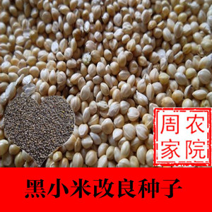 黑小米种子 谷子 五谷杂粮 新品种 鸟不叨 周家农院 寻代理 250g