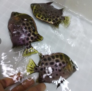 金鼓鱼热带鱼观赏鱼龙鱼虎鱼鹦鹉鱼淡水鲨鱼一眉道人混养包活