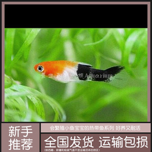 三色剑鱼红剑卵胎生小鱼花鱂热带鱼淡水观赏鱼好养耐活新手鱼活体