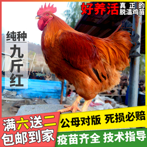 纯种半斤青年k9九斤红玉380大红公鸡活苗活体鸡散养肉鸡包邮包活