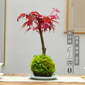 禅意水培植物室内红枫好养苔藓球微景观办公桌面小叶枫树网红盆栽