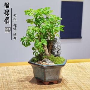 枯山水福禄桐盆栽室内禅意配石绿植桌面茶几中式微型观叶招财盆景