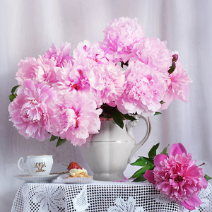 鲜切花精选四川重瓣芍药粉白色10枝40-50cm基地直采直发冷链运输