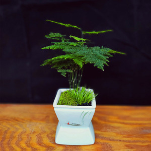 青萝绾花  铁杆文竹小盆景创意造型禅意室内中国风微型苔藓小盆景