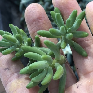 日本八千代多肉