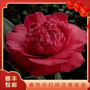 酒天童子 日本名贵进口品种茶花苗庭院阳台花园四季常绿植物