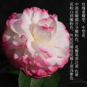 姚黄魏紫 新品名茶福建龙岩永福镇名贵品种茶花高档阳台花园绿植