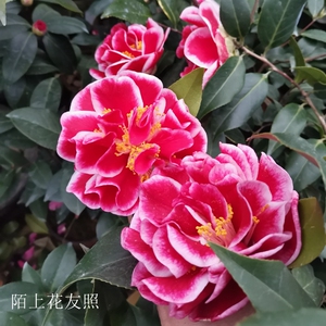 圣诞帽名贵稀有品种茶花苗半重瓣大花型阳台庭院花园高档绿植花卉