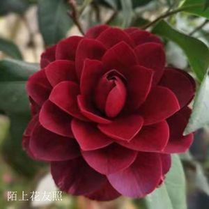 都德宝贝 福建龙岩稀缺名贵品种茶花苗盆栽四季常绿阳台花园绿植