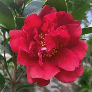 瑰丽迎夏 夏日系列茶花红色大花型四季开花阳台庭院绿植花卉好养