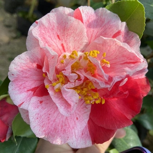 梅布尔 名贵进口茶花苗福建龙岩永福四季常绿茶花苗多色大型茶花