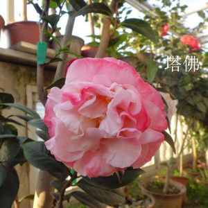 塔佛 福建龙岩永福山茶花包邮进口茶花品种盆栽阳台花卉庭院地栽