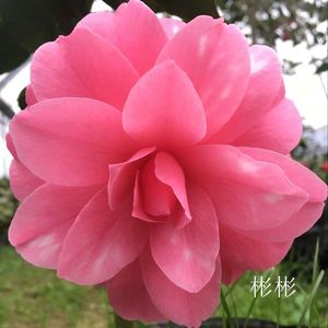 福建龙岩永福镇茶花