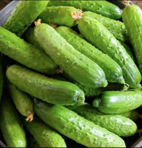 农家自种四川本地黄瓜水果小旱黄瓜新鲜现摘水果黄瓜生吃当季蔬菜