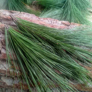 马尾松小枝条500g新鲜现采正宗衡山松针煮茶高档菜品辅料扎圣诞树