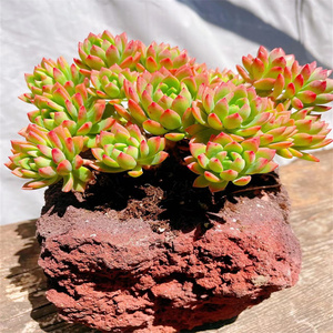 马库斯老桩 整桩群无砍易悬崖度夏颜色果冻带红 昆明萌先生的多肉